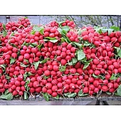 Редис Дабел F1 