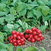 Редис Филипар F1  Syngenta