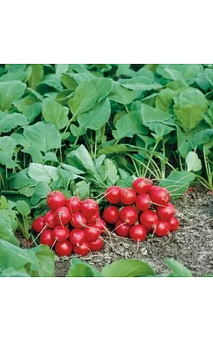 Редис Филипар F1  Syngenta