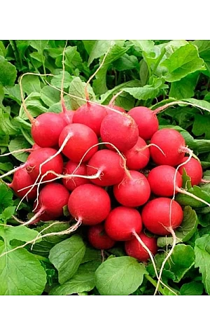 Редис Хелена 