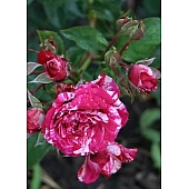 Роза Аррова Фоліес