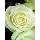 Роза Аваланж