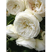 Роза Белая Сенсация