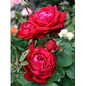 Роза Бургунд