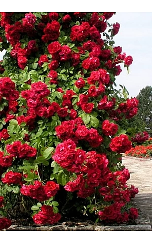 Роза Фламентанц