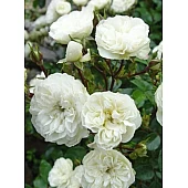 Роза Грін Айс