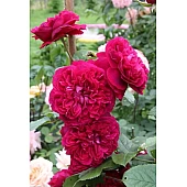 Роза Кінг Артур