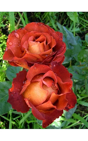 Роза Кава Брейк