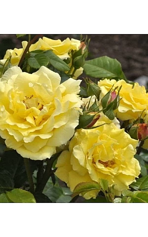 Роза Консуела