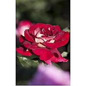 Роза Кроненбург