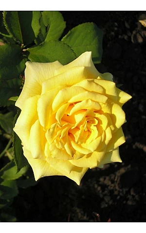 Роза Ландора