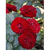 Роза Ред Сенсейшн