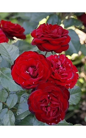 Роза Ред Сенсейшн