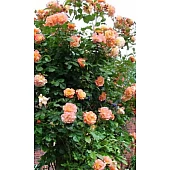 Роза Скул Герл (School Girl)