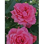 Роза Солодкий поцілунок