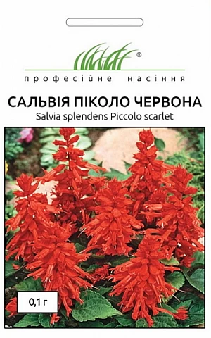 Сальвия Пиколо красная 