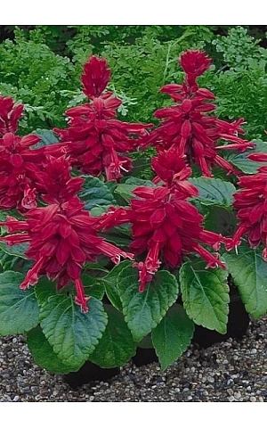 Сальвія Salsa Burgundy
