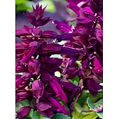 Сальвия Salsa Purple