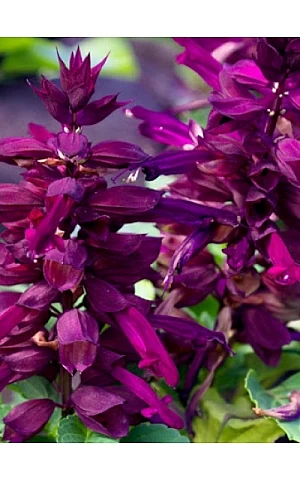 Сальвія Salsa Purple