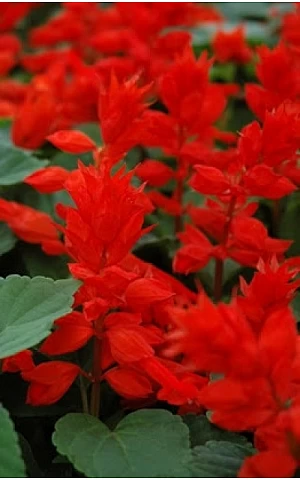 Сальвія Salsa Scarlet