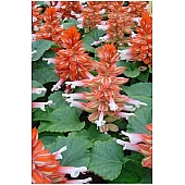 Сальвия Salsa Scarlet Bicolor
