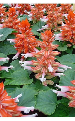 Сальвія Salsa Scarlet Bicolor