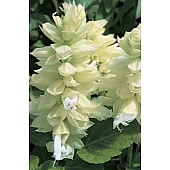 Сальвия Salsa White
