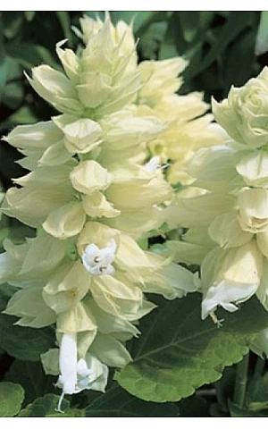 Сальвія Salsa White