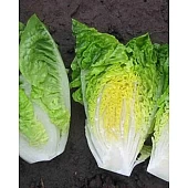 Салат Ксамена 
