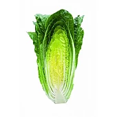 Салат Квинтус  Rijk Zwaan