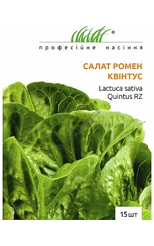 Салат Ромэн Квинтус (Quintus) 