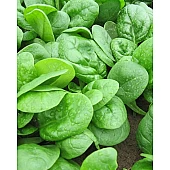 Шпинат Кугар 