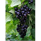 Смородина черная Софиевская