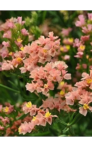 Статица (Кермек) QIS Apricot
