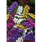 Статиця (Kermek) QIS Mix