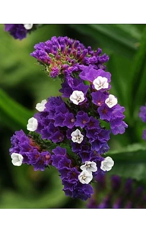 Статица (Кермек) QIS Purple