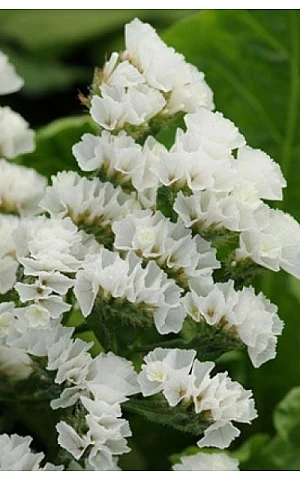 Статица (Кермек) QIS White