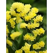 Статиця (Кермек) QIS Yellow