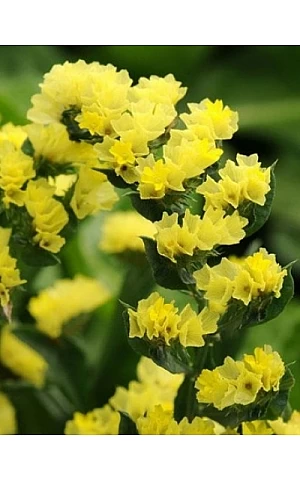 Статица (Кермек) QIS Yellow