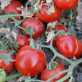 Томат Бинго F1  United Genetics