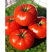 Томат Бобкат F1  Syngenta 