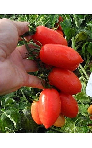 Томат Брисколино F1  United Genetics