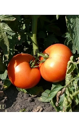 Томат Царин F1   Syngenta