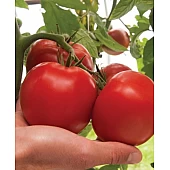 Томат Дантина F1   Syngenta