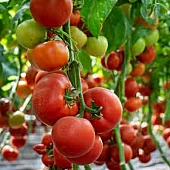 Томат Девонет F1  Syngenta