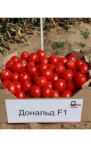 Томат Дональд  Nunhems