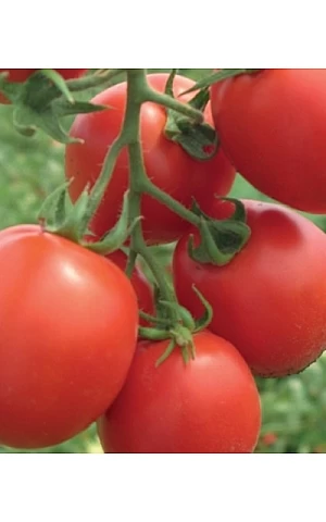 Томат Фортикс F1  Syngenta 