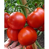 Томат Гравитет F1  Syngenta