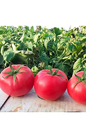 Томат Хапинет F1  Syngenta