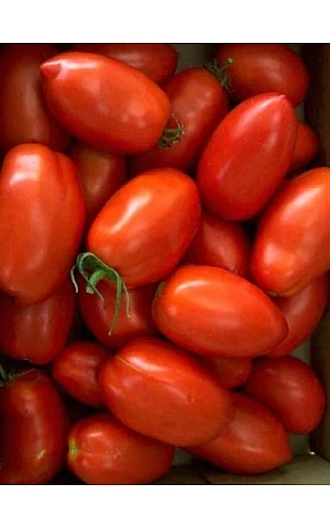 Томат Калрома F1  United Genetics